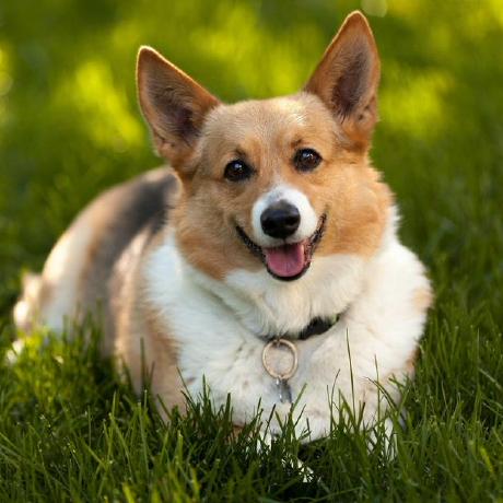 GitHub profile image of lesliele